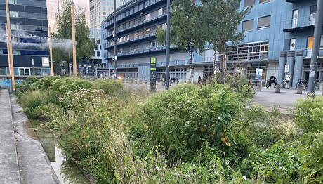 Blue-green areas are important for improving the urban climate - but also for connecting animal and plant habitats (Photo: Giulia Donat, Eawag). Blue-green areas are important for improving the urban climate - but also for connecting animal and plant habitats (Photo: Giulia Donat, Eawag).